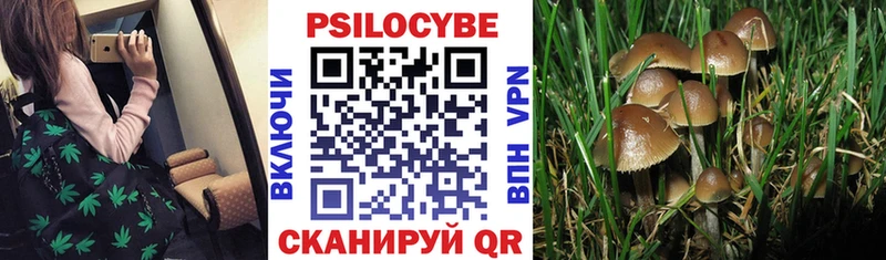 купить наркоту  мега ссылка  Галлюциногенные грибы Psilocybine cubensis  Катайск 